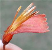  Flower opened